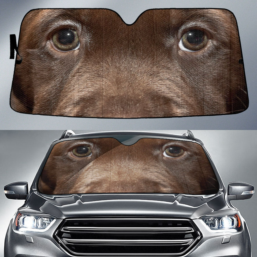 Chesapeake Bay Eyes Car Sun Shade 94